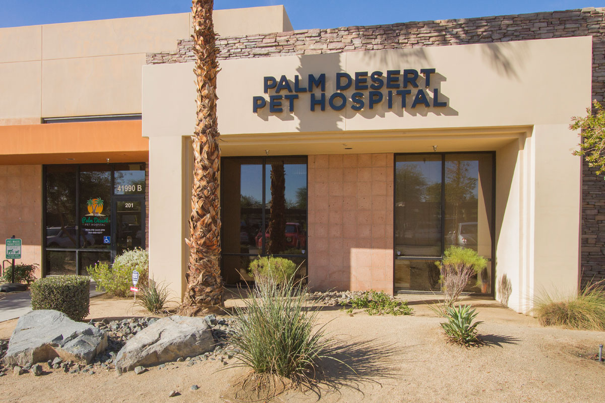 High desert 2024 veterinary clinic