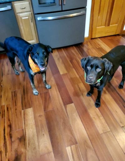 two black dogs in kitchen