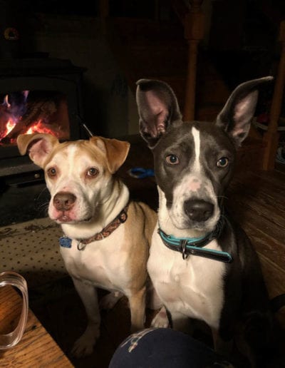two dogs by fireplace