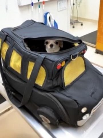 dog in a carrier