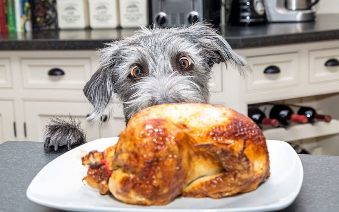 dog looking at turkey