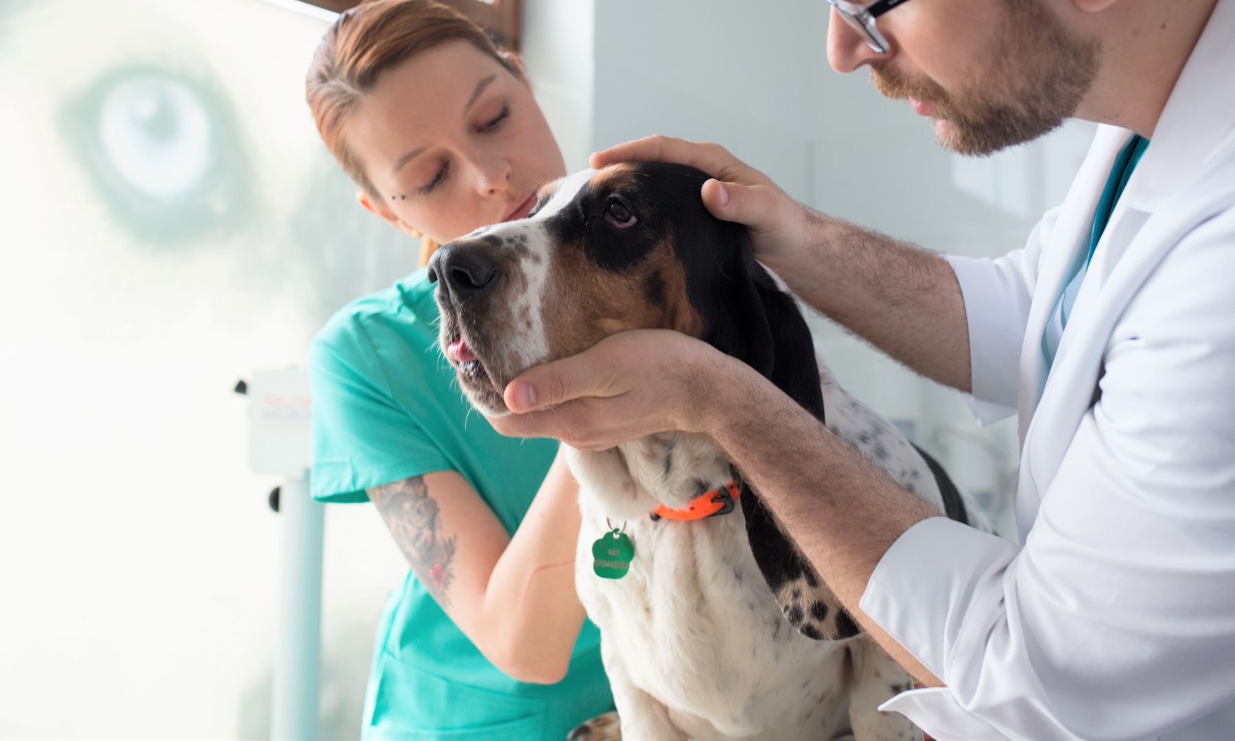 pet eye examination Vet and staff examining dog's eye