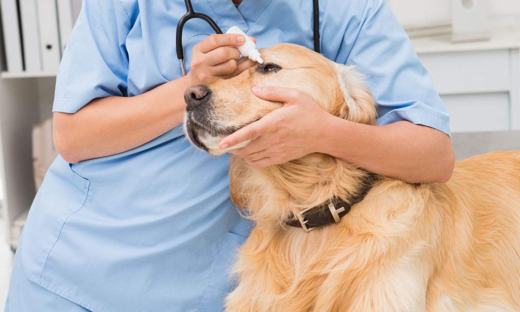 Pet Wellness Visits Banner Image